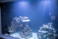 Meerwasser Aquarium 385 x 180 x 140