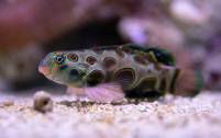 Synchiropus picturatus LSD Mandarin-Fisch Dragonet Leierfisch