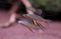 Iriatherina werneri Filigran-Regenbogenfisch